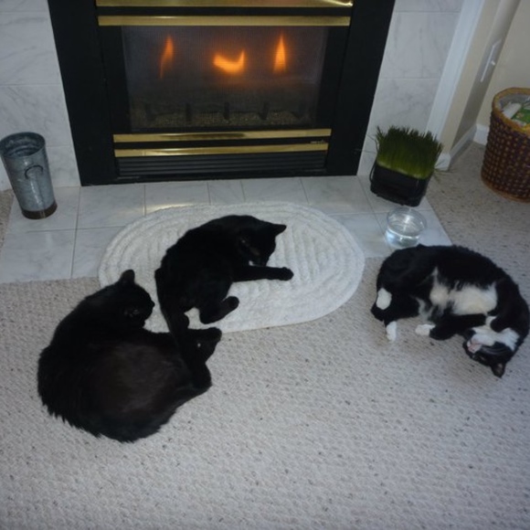 Meet your Posher, Callie - Picture 1 of 8